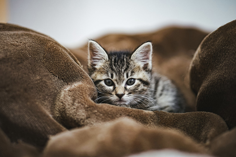 見つめる子猫