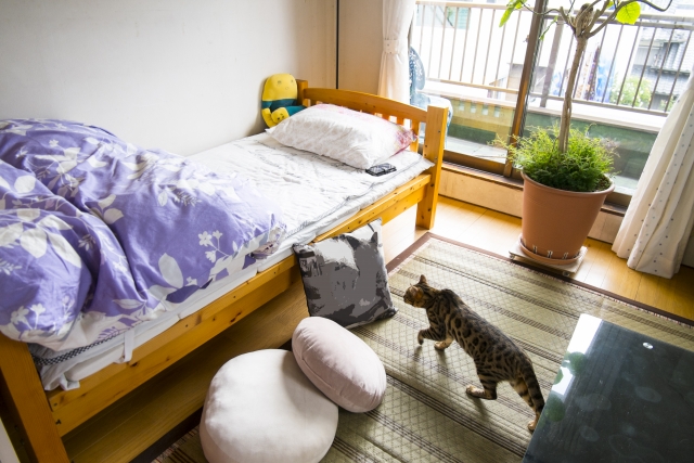 部屋にベッドと猫